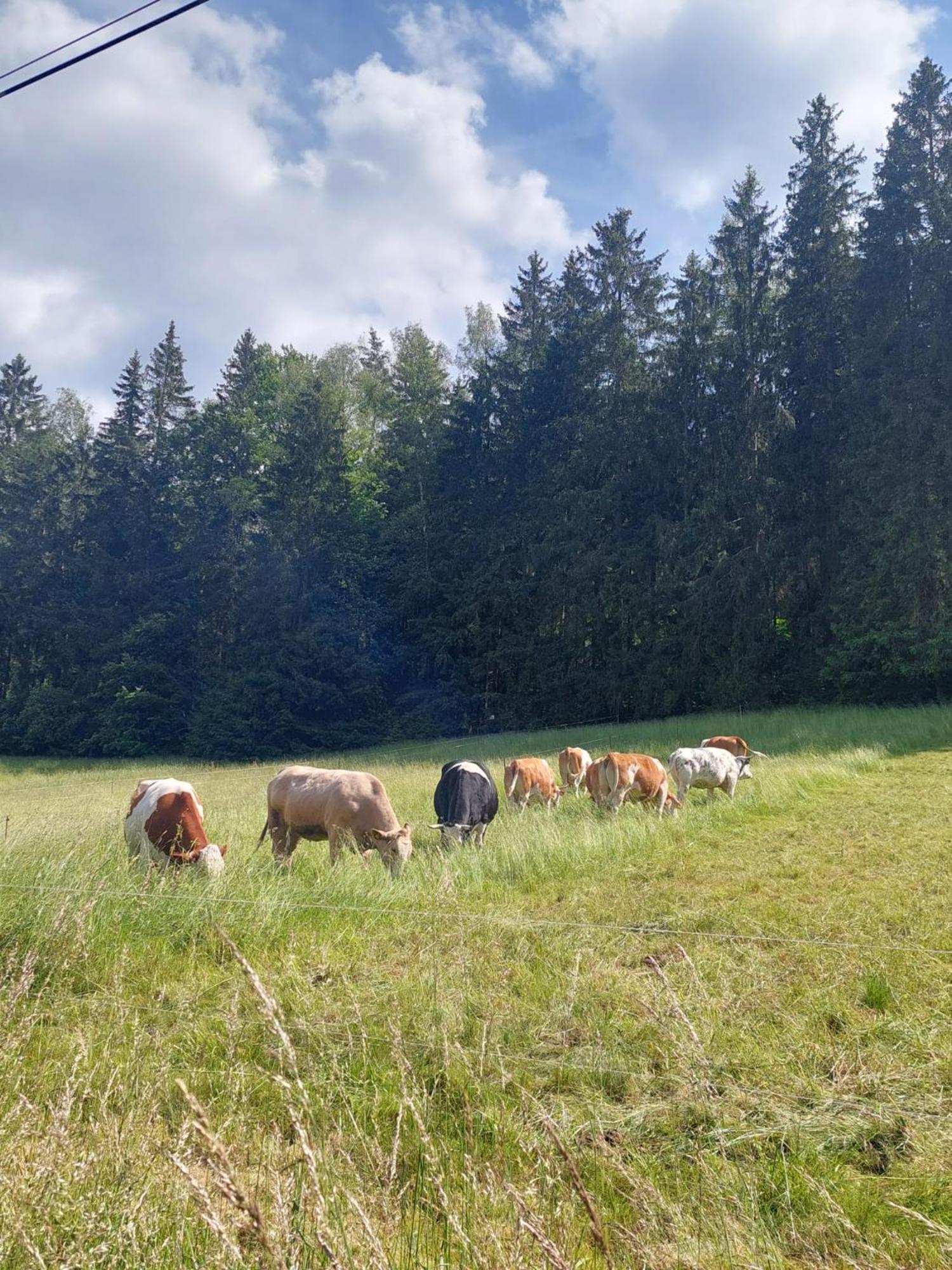 Ferienhaus Rosemarie Erlbach Vogtland Buitenkant foto